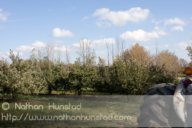 Apple_Orchard_2008-10-18_IMG_2351